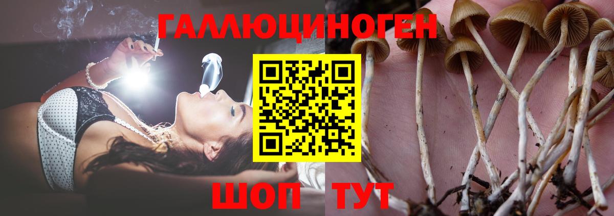 Галлюциногенные грибы Psilocybine cubensis Губаха